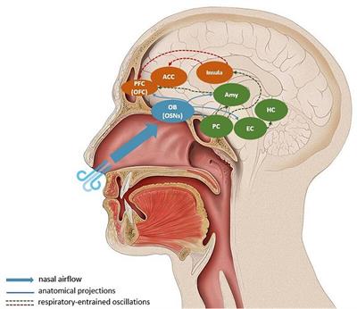 Keeping the Breath in Mind: Respiration, Neural Oscillations, and the Free Energy Principle